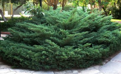 Juniperus_sabina_large