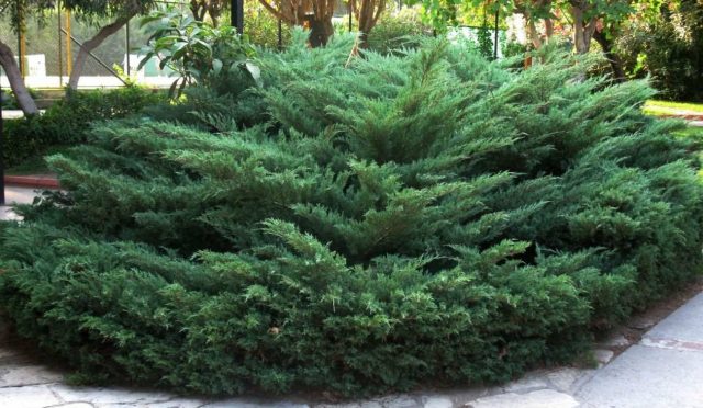 Juniperus_sabina_large