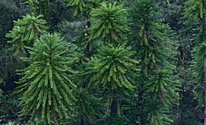 Wollemi-Pine-Discovery-Royal-Botanic-Garden