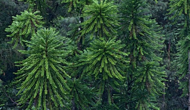 Wollemi-Pine-Discovery-Royal-Botanic-Garden