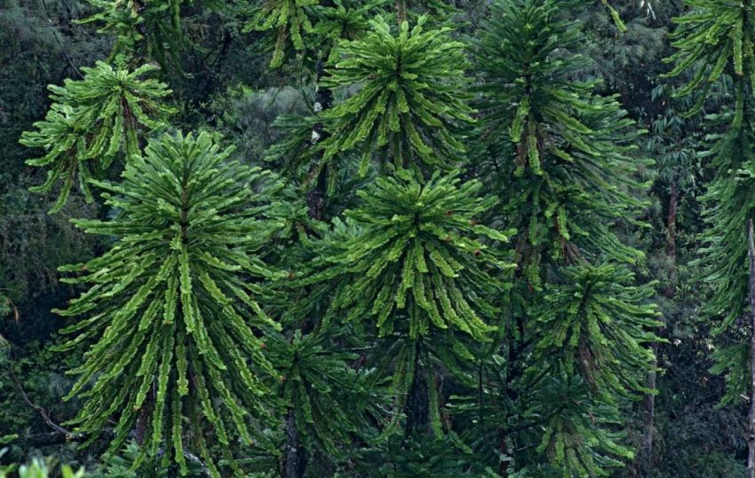 Wollemi Çamı: Tarih Öncesi Çağların Yeni Keşfedilen Bitkisi 23 Wollemi-Pine-Discovery-Royal-Botanic-Garden