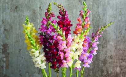 antirrhinum-majus-aslanagzi-cicegi-bakimi-ve-ozellikleri-kapak