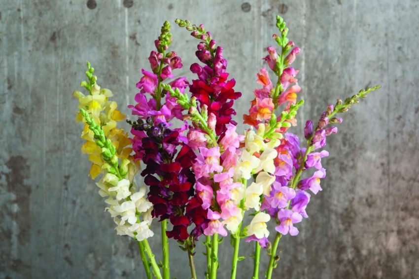 antirrhinum-majus-aslanagzi-cicegi-bakimi-ve-ozellikleri-kapak