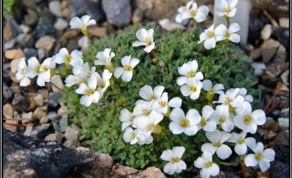 arabis-alpina-kaz-teresi-3