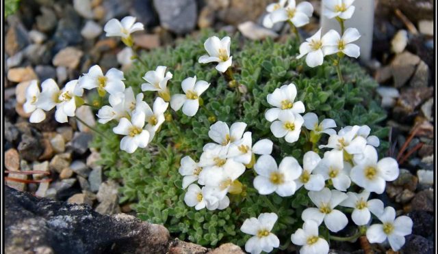 arabis-alpina-kaz-teresi-3