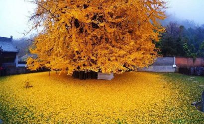 ginko