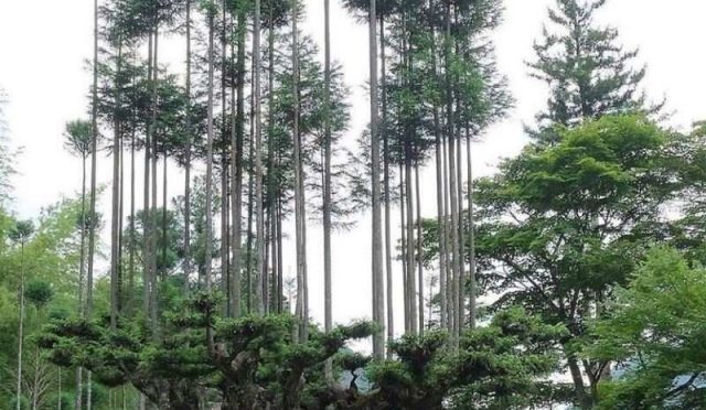 Antik Daisugi Tekniği: Japonların Ağaç Kesmeden Odun Ürettiği Sürdürülebilir Ormancılık Anlayışı
