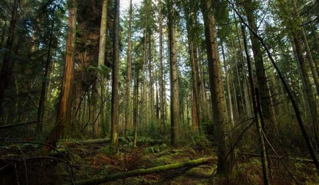 mar2018_a05_talkingtrees