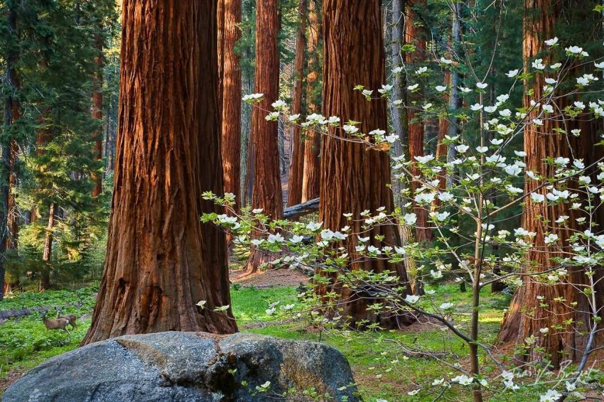 Orman Devi Sekoya Ağacı (Sequoiadendron giganteum) 13 00d8d2b3b4708370e907176037855bf6
