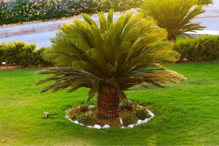 Cycas Revoluta - Yalancı Palmiye Özellikleri 39 134141048271