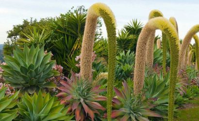 Agave-attenuata-Fox-Tail-Agave