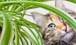 Are-Spider-Plants-Poisonous-to-Cats-and-Dogs