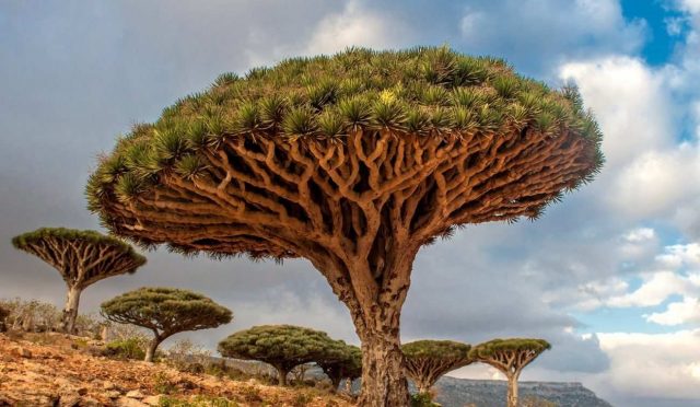 ejderha kanı ağacı