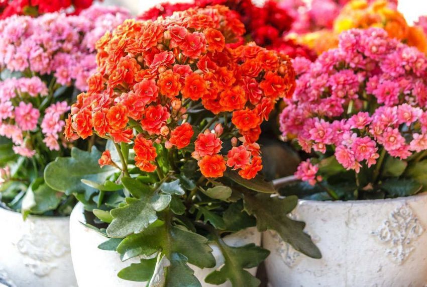 Kalanchoe Blossfeldiana - Kalanşo Bakımı Ve Özellikleri 14 chto-delat-chtobyi-kalanhoe