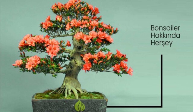 en-guzel-bonsai-bitkileri-ve-bonsai-bakimi
