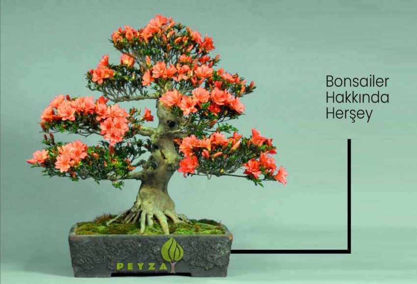 Bonsai Bakımı ve Evinize Yakışacak 7 Bonsai Bitkisi 69 en-guzel-bonsai-bitkileri-ve-bonsai-bakimi