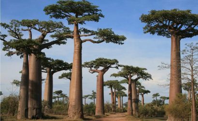 Hayat Ağacı 'Baobab'