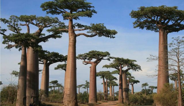Hayat Ağacı 'Baobab'