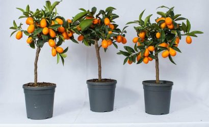 kumkuat-kamkat-kumquat-agaci-kapak