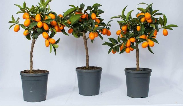 kumkuat-kamkat-kumquat-agaci-kapak