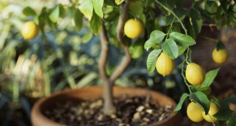 How to Grow a Lemon Tree in a Pot at Home