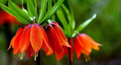 Fritillaria Imperialis – Ağlayan Gelin Çiçeği