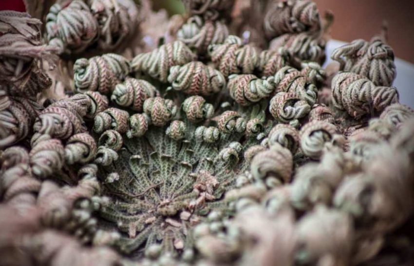 Selaginella lepidophylla - Yeniden Diriliş Bitkisi 43 yeniden-dirilis-bitkisi-sahra-calisi