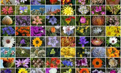 Türkiye deki bitki çeşitliliğinin fazla olmasının nedenleri