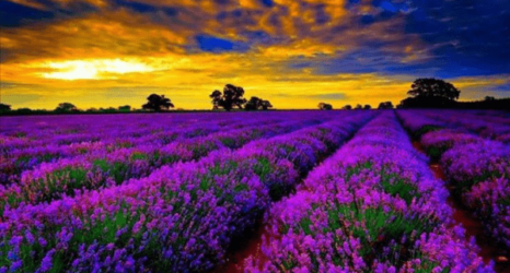 Lavandula – Lavanta Bitkisi Bakımı Ve Özellikleri