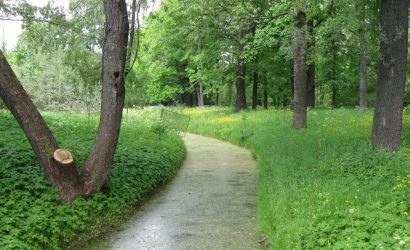 çim alternatifi bitkiler