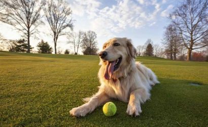 Köpek Parklarının Tasarımı ve Türkiye'deki 5 Köpek Parkı 1 dogpark