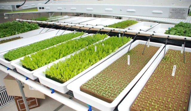 hidroponik-topraksiz-tarim