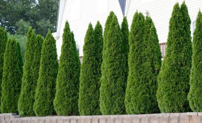 thuja-mazi-bitkisi-cesitleri