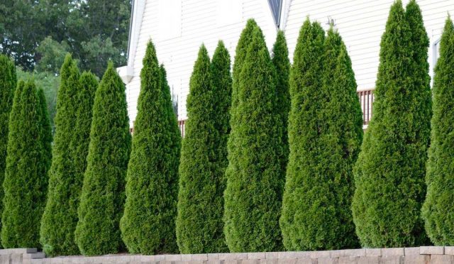 thuja-mazi-bitkisi-cesitleri