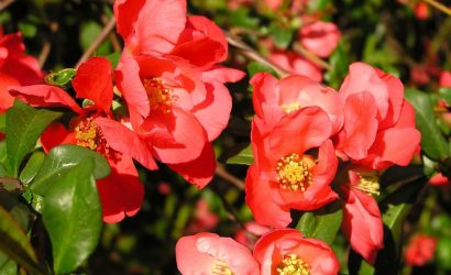 Chaenomeles japonica