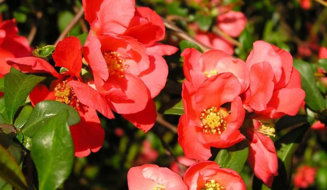 Chaenomeles japonica