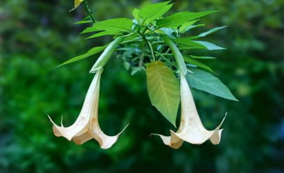 brugmansia (2)