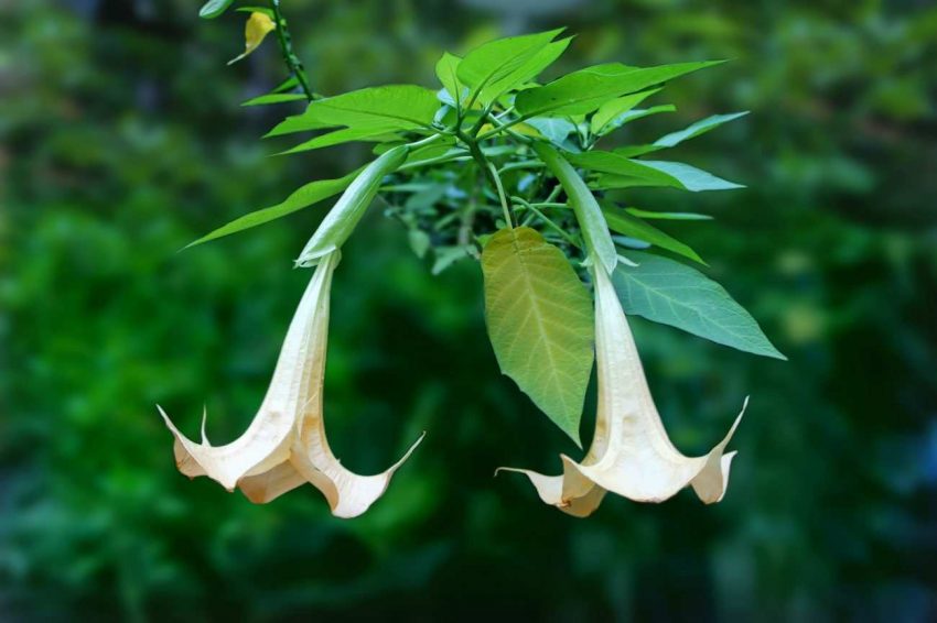 Brugmansia Suaveolens - Melek Borazanı Ve Özellikleri 13 brugmansia (2)