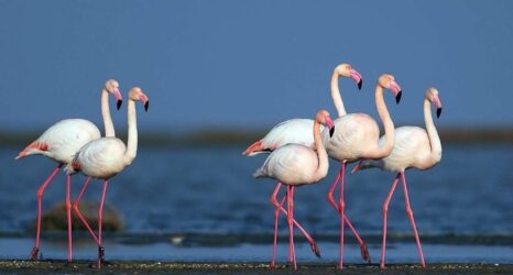 The Ramsar Convention and Turkey’s 14 Ramsar Sites