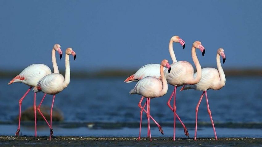 Ramsar Sözleşmesi Ve Ülkemizde Bulunan Ramsar Alanları- Seyfe Gölü
