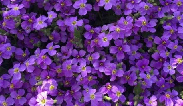Aubrieta Blaumeise – Obrizya Çiçeği
