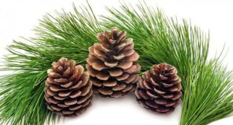 Pinus – Çam Ağacı Çeşitleri Ve Özellikleri
