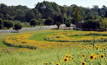 Ayçiçeği Girişimi - Get Sunflowered!
