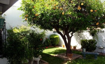 citrus-narenciye-turuncgil-turleri