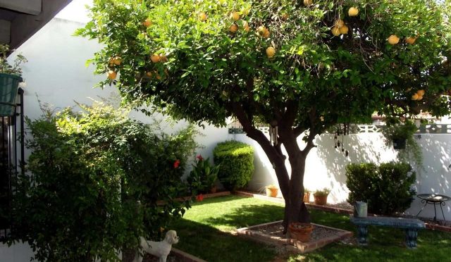 Peyzaj Mimarlığında Kullanılan Citrus (Narenciye) Türleri Ve Özellikleri