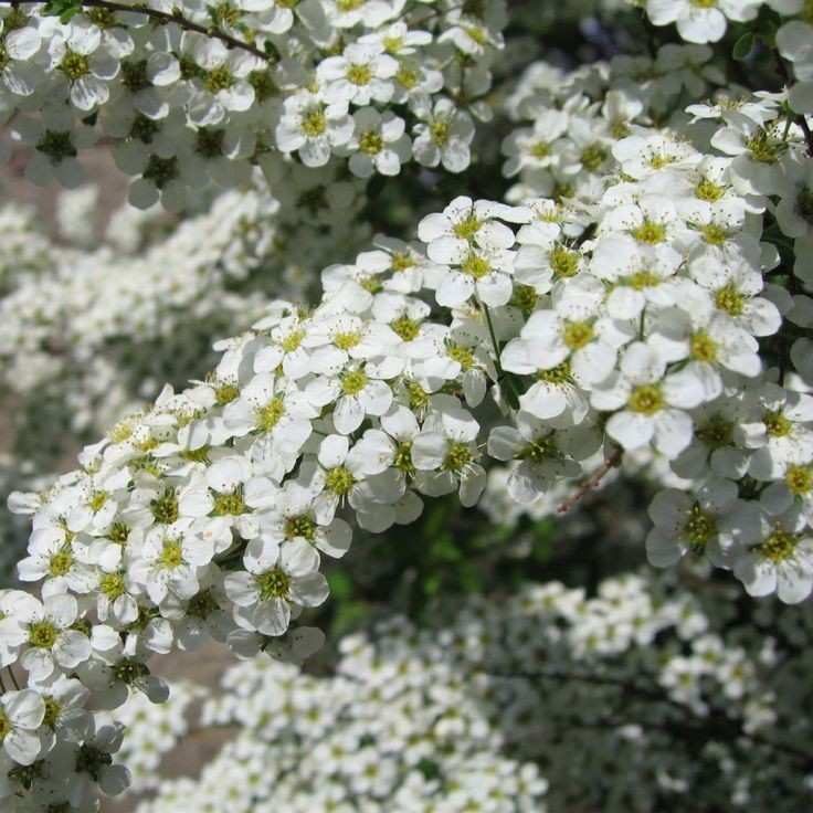 Spiraea Vanhouttei - Beyaz Çiçekli Keçi Sakalı Bitkisi 35 aa