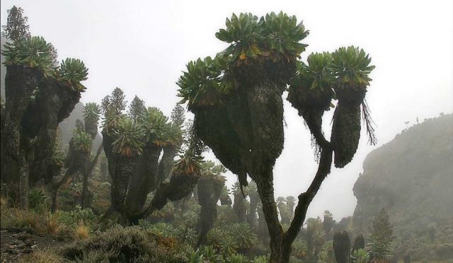 Kilimanjaro Dağı’nın Tarih Öncesi Bitkisi: Dendrosenecio kilimanjari
