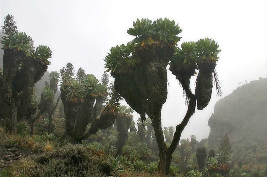 Kilimanjaro Dağı’nın Tarih Öncesi Bitkisi: Dendrosenecio kilimanjari 33 1024px-Senecio_kilimanjari_Barranco