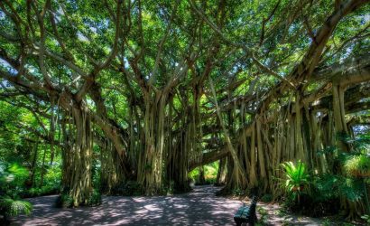 ficus