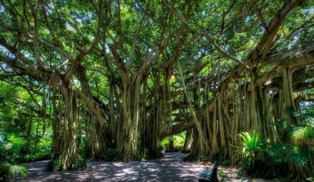 Türkiye’de Sık Kullanılan Ficus Türleri